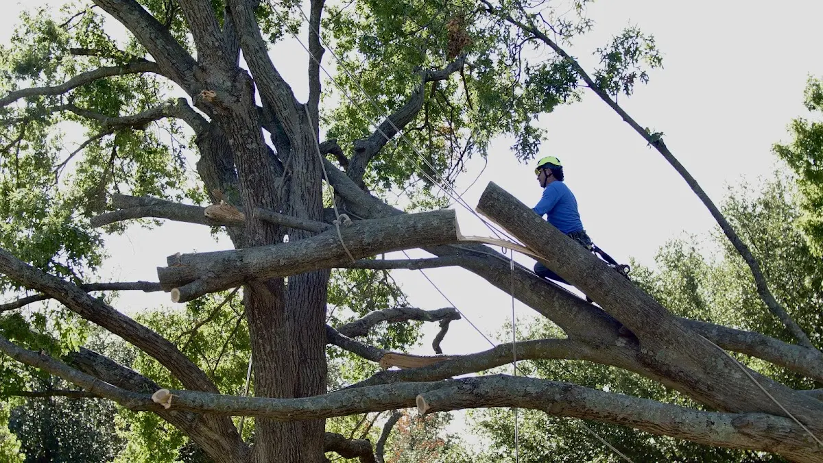 Professional Crown Thinning performed by certified arborists in Clovis