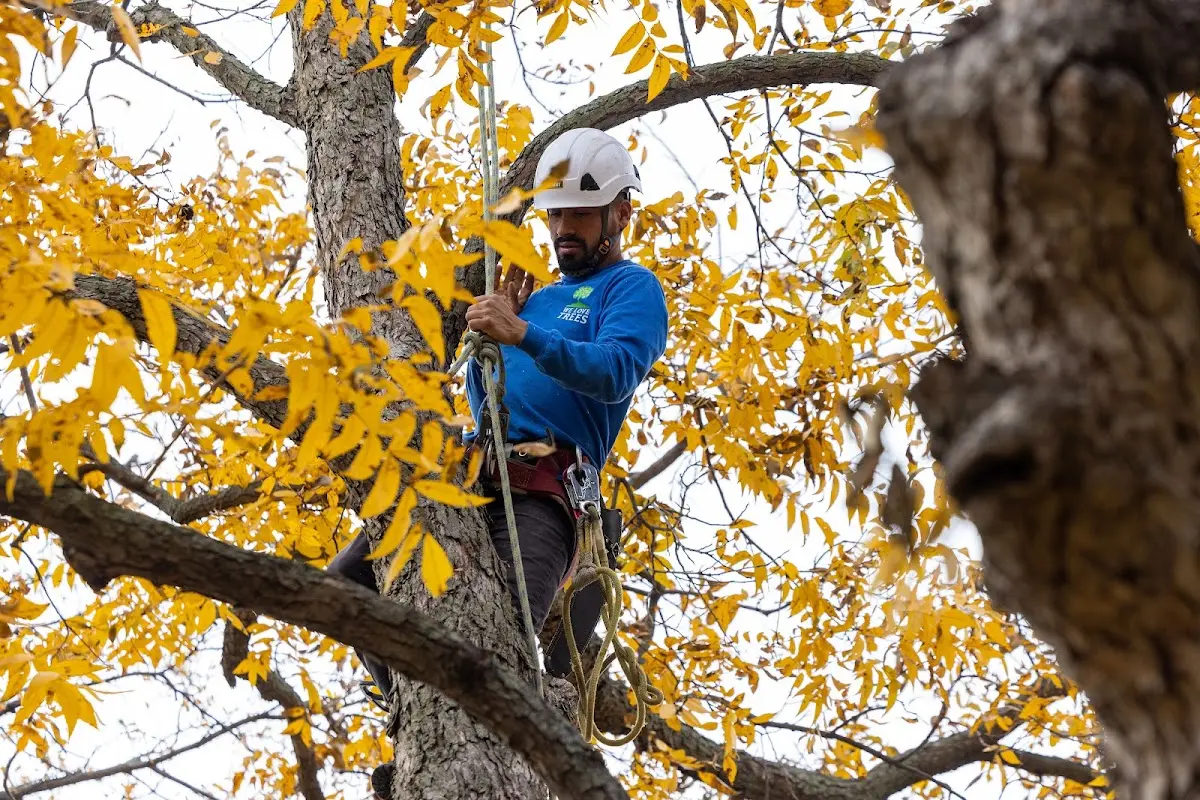 Skilled Emergency Tree Service crew working in Clovis