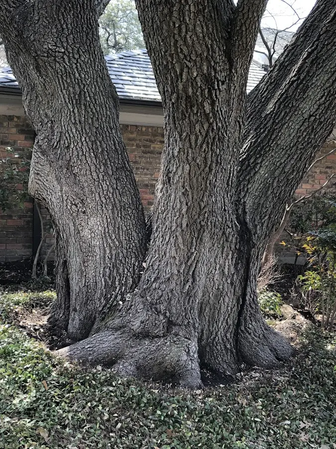 Mature heritage tree close to a Clovis property cared for by certified arborists